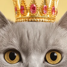 Мяу-мяу, гав-гав, какой состав: разбираемся в кормах для животных