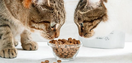 Хвостатое ПП: как правильно кормить питомцев. Говорят ветеринары и&nbsp;хозяева