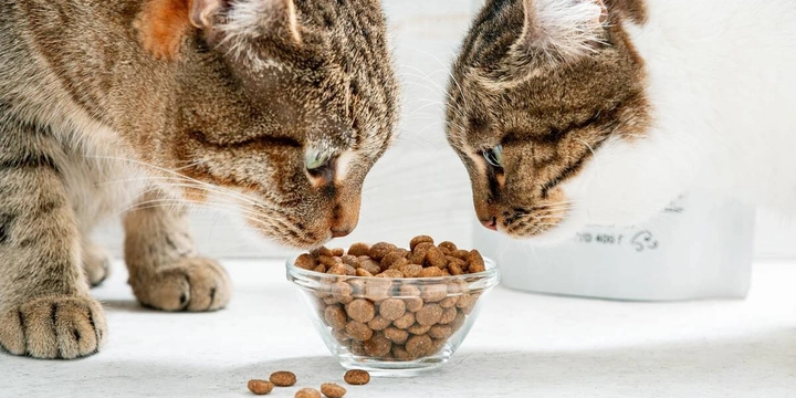 Хвостатое ПП: как правильно кормить питомцев. Говорят ветеринары и&nbsp;хозяева