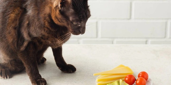 Хвостатое ПП: как правильно кормить питомцев. Говорят ветеринары и&nbsp;хозяева