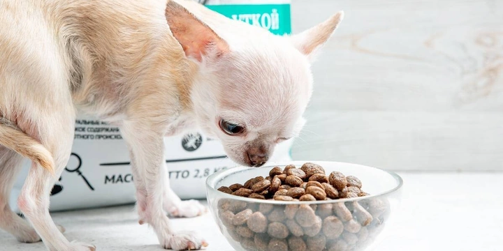 Хвостатое ПП: как правильно кормить питомцев. Говорят ветеринары и&nbsp;хозяева