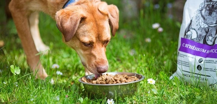 Хвостатое ПП: как правильно кормить питомцев. Говорят ветеринары и&nbsp;хозяева