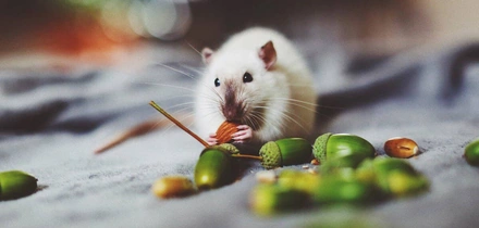 Хвостатое ПП: как правильно кормить питомцев. Говорят ветеринары и&nbsp;хозяева