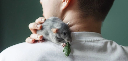 Этичная красота и&nbsp;отказ от&nbsp;тестов на&nbsp;животных: опыт Китая, России и&nbsp;Европы