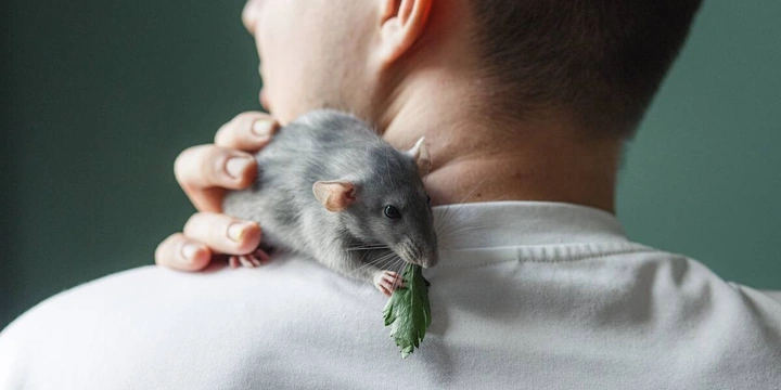 Этичная красота и&nbsp;отказ от&nbsp;тестов на&nbsp;животных: опыт Китая, России и&nbsp;Европы