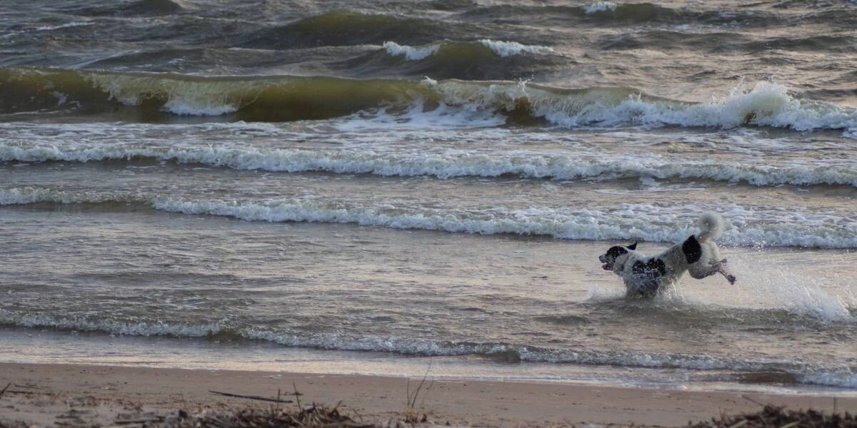 Мифы о&nbsp;домашних животных: говорит зоопсихолог