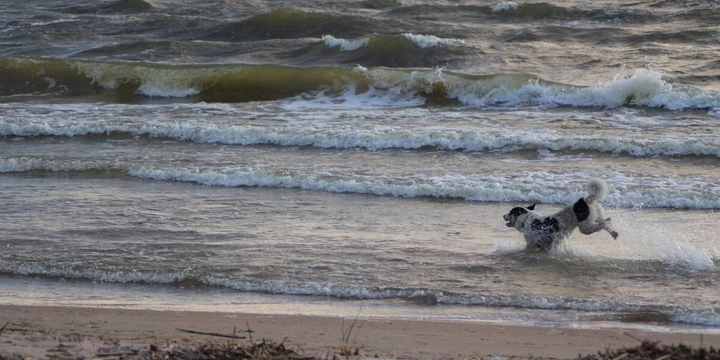 Мифы о&nbsp;домашних животных: говорит зоопсихолог