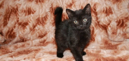 Мифы о&nbsp;домашних животных: говорит зоопсихолог