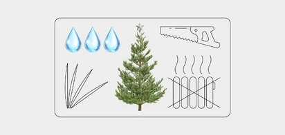 Как ухаживать за&nbsp;живой ёлкой, чтобы она простояла дольше