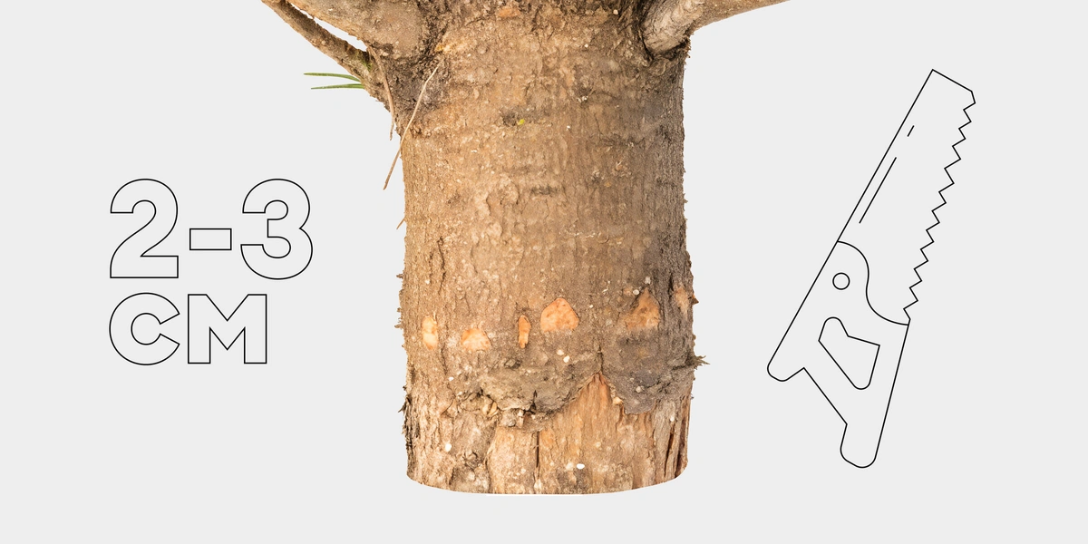 Как ухаживать за&nbsp;живой ёлкой, чтобы она простояла дольше