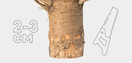 Как ухаживать за&nbsp;живой ёлкой, чтобы она простояла дольше