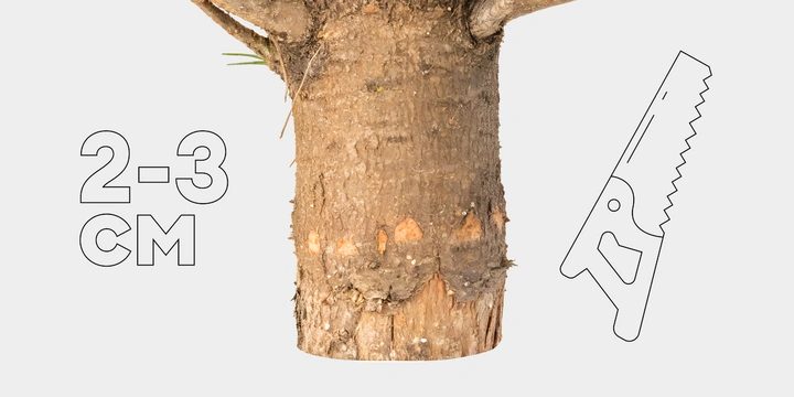 Как ухаживать за&nbsp;живой ёлкой, чтобы она простояла дольше