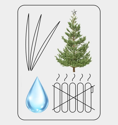 Как ухаживать за&nbsp;живой ёлкой, чтобы она простояла дольше