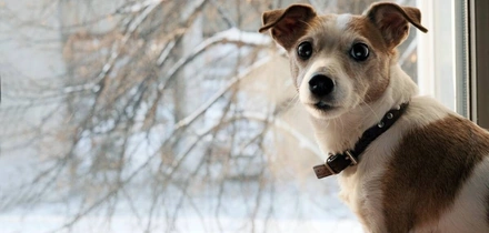 С собакой на&nbsp;прогулку: зимние советы от&nbsp;ветеринаров