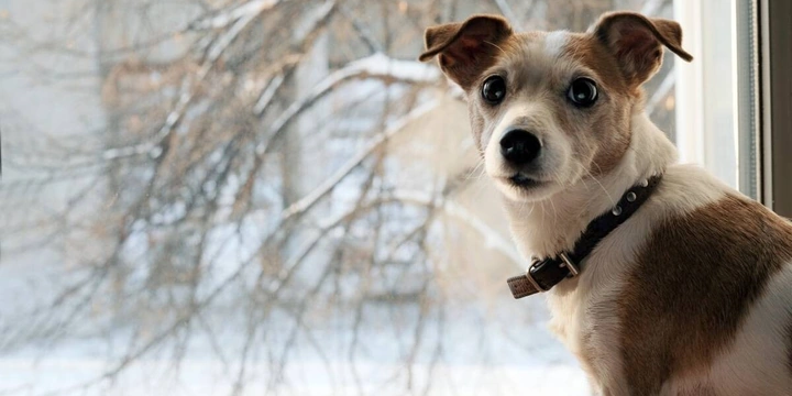 С собакой на&nbsp;прогулку: зимние советы от&nbsp;ветеринаров