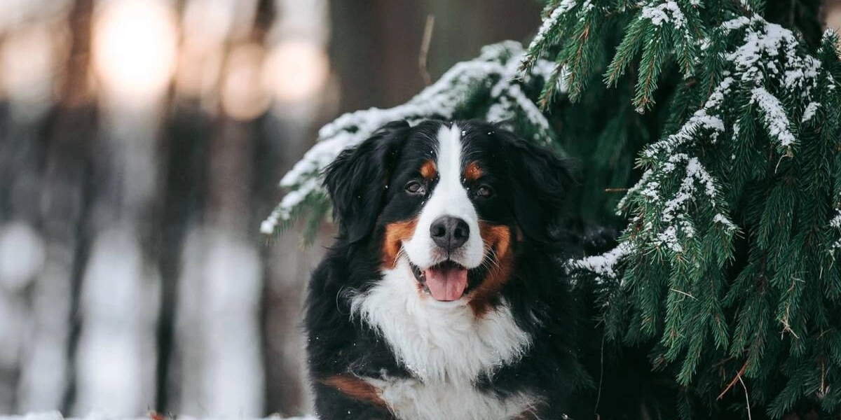 С собакой на&nbsp;прогулку: зимние советы от&nbsp;ветеринаров