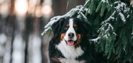 С собакой на&nbsp;прогулку: зимние советы от&nbsp;ветеринаров