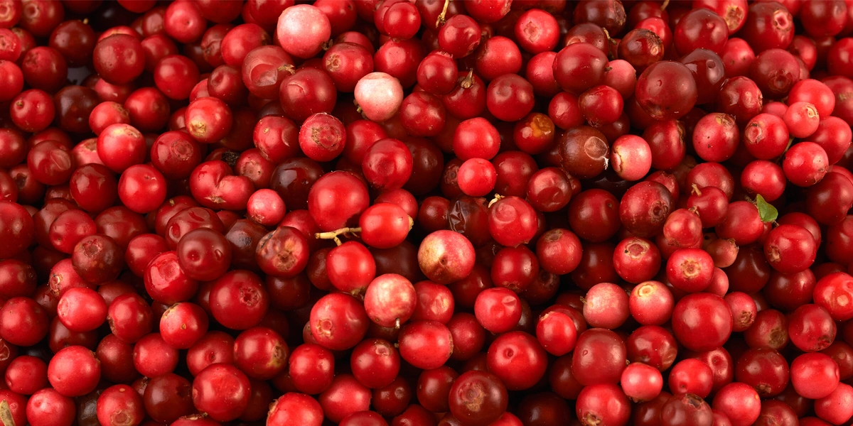 Чем полезна брусника и&nbsp;может ли эта северная ягода навредить