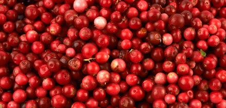 Чем полезна брусника и&nbsp;может ли эта северная ягода навредить