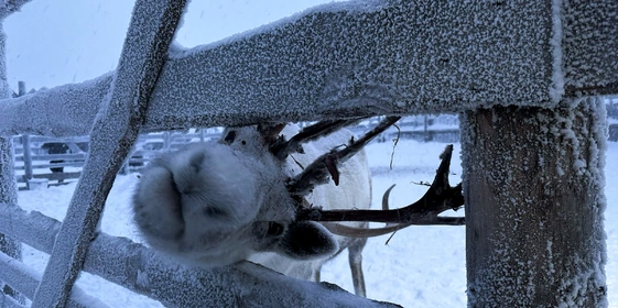 Едем в&nbsp;Териберку: гайд от&nbsp;редакторов ЩЕЙ Олеси и&nbsp;Анжелики, чтобы отдохнуть на&nbsp;100%