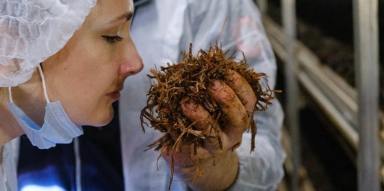 Стадия «Поливы». В&nbsp;камере проверяют, как в&nbsp;компосте прорастает мицелий, хорошо ли он «пьёт» воду