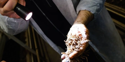 Стадия «Поливы». В&nbsp;камере проверяют, как в&nbsp;компосте прорастает мицелий, хорошо ли он «пьёт» воду