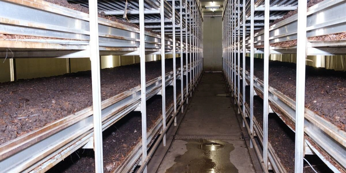 Стадия «Поливы». В&nbsp;камере проверяют, как в&nbsp;компосте прорастает мицелий, хорошо ли он «пьёт» воду