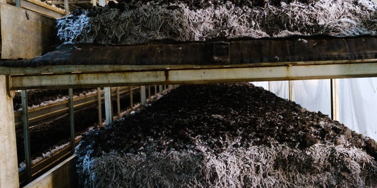 Стадия «Стоп». Поливы прекращаются, в&nbsp;камере имитируется влажное жаркое лето, чтобы создать необходимые условия для&nbsp;прорастания и&nbsp;разрастания мицелия уже в&nbsp;покровном слое. Показатели в&nbsp;камере: +21 градус, 95% влажности воздуха, повышенное содержание углекислого газа. «Лето» у шампиньона короткое — всего три дня