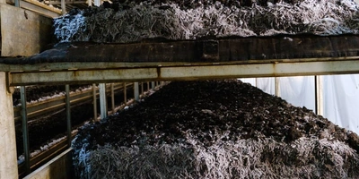 Стадия «Стоп». Поливы прекращаются, в&nbsp;камере имитируется влажное жаркое лето, чтобы создать необходимые условия для&nbsp;прорастания и&nbsp;разрастания мицелия уже в&nbsp;покровном слое. Показатели в&nbsp;камере: +21 градус, 95% влажности воздуха, повышенное содержание углекислого газа. «Лето» у шампиньона короткое — всего три дня