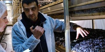 Стадия «Стоп». Поливы прекращаются, в&nbsp;камере имитируется влажное жаркое лето, чтобы создать необходимые условия для&nbsp;прорастания и&nbsp;разрастания мицелия уже в&nbsp;покровном слое. Показатели в&nbsp;камере: +21 градус, 95% влажности воздуха, повышенное содержание углекислого газа. «Лето» у шампиньона короткое — всего три дня