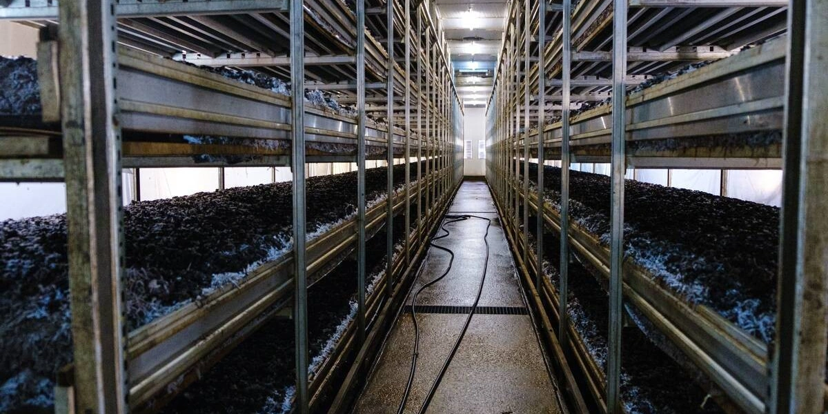 Стадия «Стоп». Поливы прекращаются, в&nbsp;камере имитируется влажное жаркое лето, чтобы создать необходимые условия для&nbsp;прорастания и&nbsp;разрастания мицелия уже в&nbsp;покровном слое. Показатели в&nbsp;камере: +21 градус, 95% влажности воздуха, повышенное содержание углекислого газа. «Лето» у шампиньона короткое — всего три дня