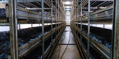 Стадия «Стоп». Поливы прекращаются, в&nbsp;камере имитируется влажное жаркое лето, чтобы создать необходимые условия для&nbsp;прорастания и&nbsp;разрастания мицелия уже в&nbsp;покровном слое. Показатели в&nbsp;камере: +21 градус, 95% влажности воздуха, повышенное содержание углекислого газа. «Лето» у шампиньона короткое — всего три дня