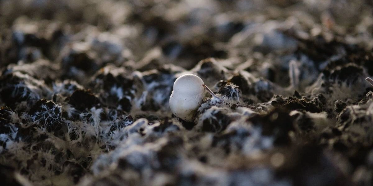 Стадия «Шок» — главная для&nbsp;технолога. В&nbsp;камере имитируют наступление осени: охлаждают воздух до&nbsp;+16,5 градусов, вентилируют помещение. «Невыносимые» условия побуждают мицелий к&nbsp;размножению: он переходит из&nbsp;вегетативного в&nbsp;генеративное состояние — начинается плодообразование. Охлаждают камеру пять-шесть суток из&nbsp;расчёта, сколько суток длится стадия, столько поколений грибов вырастет в&nbsp;камере