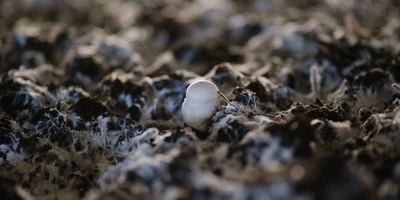 Стадия «Шок» — главная для&nbsp;технолога. В&nbsp;камере имитируют наступление осени: охлаждают воздух до&nbsp;+16,5 градусов, вентилируют помещение. «Невыносимые» условия побуждают мицелий к&nbsp;размножению: он переходит из&nbsp;вегетативного в&nbsp;генеративное состояние — начинается плодообразование. Охлаждают камеру пять-шесть суток из&nbsp;расчёта, сколько суток длится стадия, столько поколений грибов вырастет в&nbsp;камере