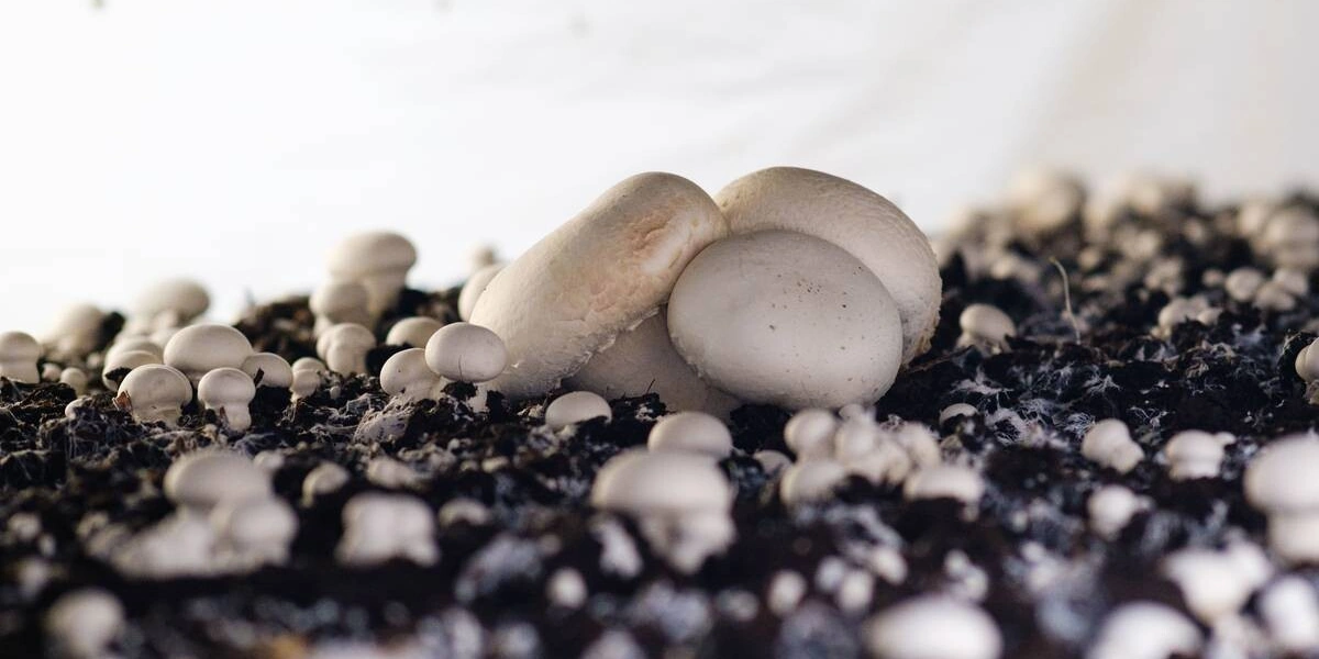 За сутки гриб увеличивается в&nbsp;размерах в&nbsp;два раза, а первые шампиньоны технологи называют «выскочками». В&nbsp;камерах выращивания на&nbsp;стеллажах грибы растут неравномерно, и&nbsp;если завязей недостаточно, то принимается решение прогнать «осень» ещё раз. Шампиньонам устраивают температурную турбодискотеку — за&nbsp;два дня делают всё, что проводили за&nbsp;предыдущие шесть