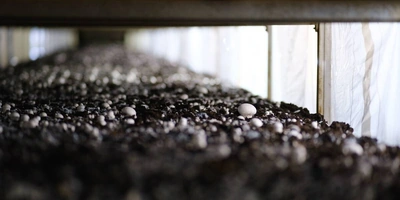 За сутки гриб увеличивается в&nbsp;размерах в&nbsp;два раза, а первые шампиньоны технологи называют «выскочками». В&nbsp;камерах выращивания на&nbsp;стеллажах грибы растут неравномерно, и&nbsp;если завязей недостаточно, то принимается решение прогнать «осень» ещё раз. Шампиньонам устраивают температурную турбодискотеку — за&nbsp;два дня делают всё, что проводили за&nbsp;предыдущие шесть