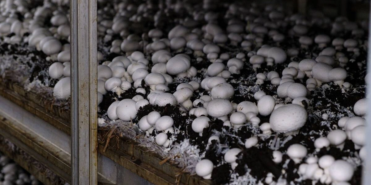 Цикл одной камеры — 33 суток. За&nbsp;это время успевает вырасти две волны шампиньонов. Грибы второй волны технологи между&nbsp;собой называют «таблетками» из-за&nbsp;плоской формы их шляпки