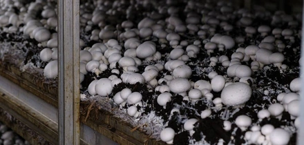 Цикл одной камеры — 33 суток. За&nbsp;это время успевает вырасти две волны шампиньонов. Грибы второй волны технологи между&nbsp;собой называют «таблетками» из-за&nbsp;плоской формы их шляпки