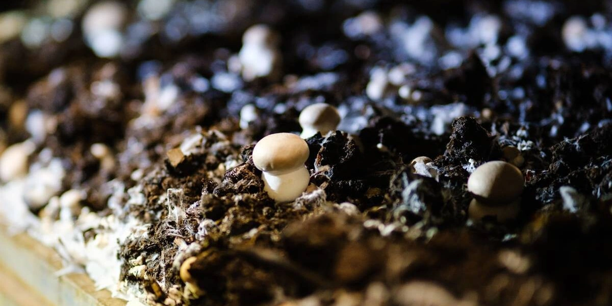 Цвет шампиньона зависит от&nbsp;сорта, а размер — от&nbsp;технологии выращивания. Коричневые называют «королевскими» — это селективный вид, по&nbsp;вкусу максимально напоминающий лесные грибы. Стоимость «королевских» шампиньонов выше&nbsp;белых, что связано с&nbsp;более высокой ценой на&nbsp;мицелий и&nbsp;особым уходом в&nbsp;процессе выращивания