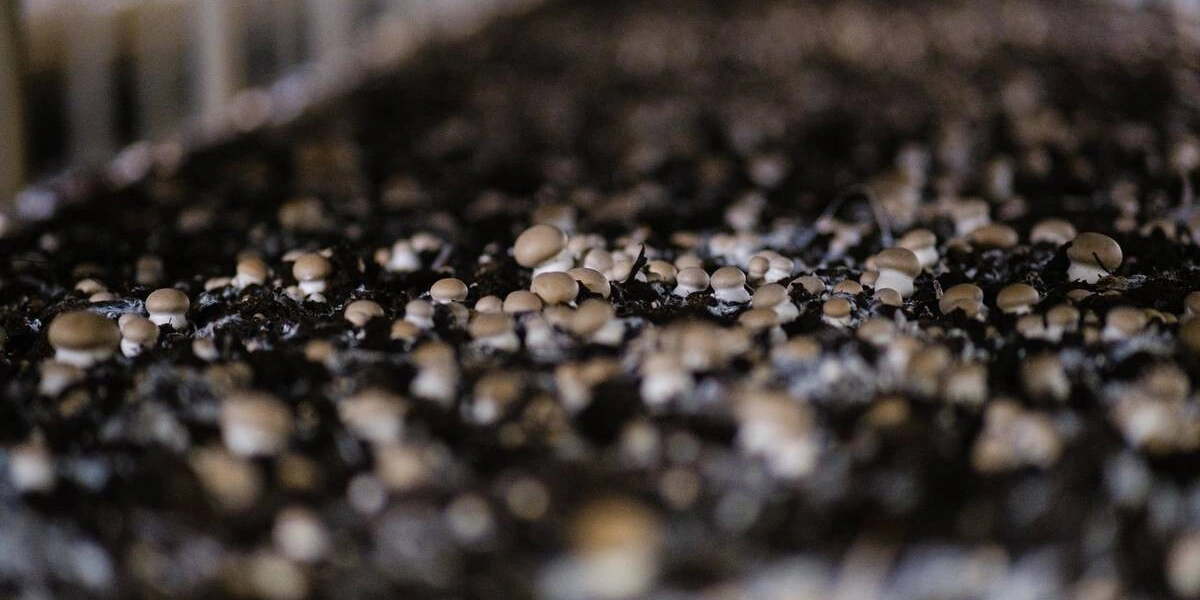 Цвет шампиньона зависит от&nbsp;сорта, а размер — от&nbsp;технологии выращивания. Коричневые называют «королевскими» — это селективный вид, по&nbsp;вкусу максимально напоминающий лесные грибы. Стоимость «королевских» шампиньонов выше&nbsp;белых, что связано с&nbsp;более высокой ценой на&nbsp;мицелий и&nbsp;особым уходом в&nbsp;процессе выращивания