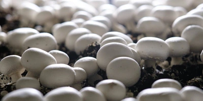 Цвет шампиньона зависит от&nbsp;сорта, а размер — от&nbsp;технологии выращивания. Коричневые называют «королевскими» — это селективный вид, по&nbsp;вкусу максимально напоминающий лесные грибы. Стоимость «королевских» шампиньонов выше&nbsp;белых, что связано с&nbsp;более высокой ценой на&nbsp;мицелий и&nbsp;особым уходом в&nbsp;процессе выращивания