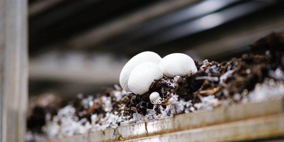 Цвет шампиньона зависит от&nbsp;сорта, а размер — от&nbsp;технологии выращивания. Коричневые называют «королевскими» — это селективный вид, по&nbsp;вкусу максимально напоминающий лесные грибы. Стоимость «королевских» шампиньонов выше&nbsp;белых, что связано с&nbsp;более высокой ценой на&nbsp;мицелий и&nbsp;особым уходом в&nbsp;процессе выращивания