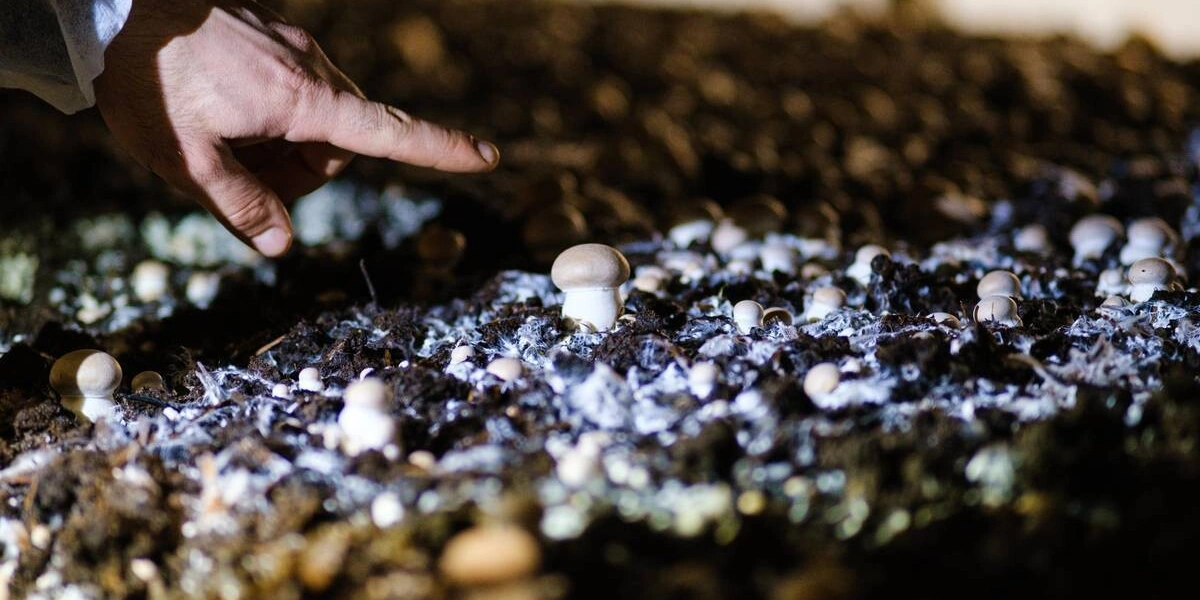 Открытая юбка у гриба не всегда считается признаком второго сорта. У элитного портобелло это говорит о&nbsp;зрелости гриба и&nbsp;его максимальной наполненности грибным вкусом. Эти шампиньоны выращивают крупными: диаметр шляпки достигает до&nbsp;20 сантиметров, а вес — до&nbsp;200 грамм. Чтобы вырастить один такой шампиньон, на&nbsp;полке удаляют все завязи на&nbsp;расстоянии, равном диаметру шляпки будущего гриба. Понятно, почему цена на&nbsp;такой продукт ещё выше&nbsp;стоимости простого королевского шампиньона. Портобелло поставляется чаще всего в&nbsp;рестораны, где его используют для&nbsp;приготовления особых блюд