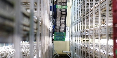 Стадия «Сбор урожая». Грибы необходимо правильно сорвать и&nbsp;отсортировать по&nbsp;размеру и&nbsp;качеству