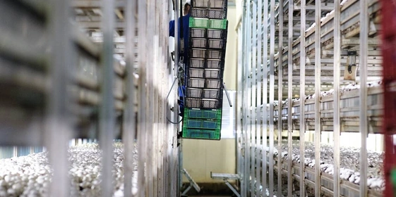 Стадия «Сбор урожая». Грибы необходимо правильно сорвать и&nbsp;отсортировать по&nbsp;размеру и&nbsp;качеству