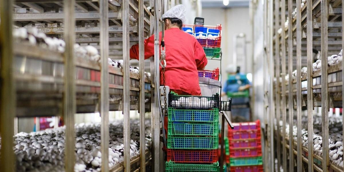 Стадия «Сбор урожая». Грибы необходимо правильно сорвать и&nbsp;отсортировать по&nbsp;размеру и&nbsp;качеству