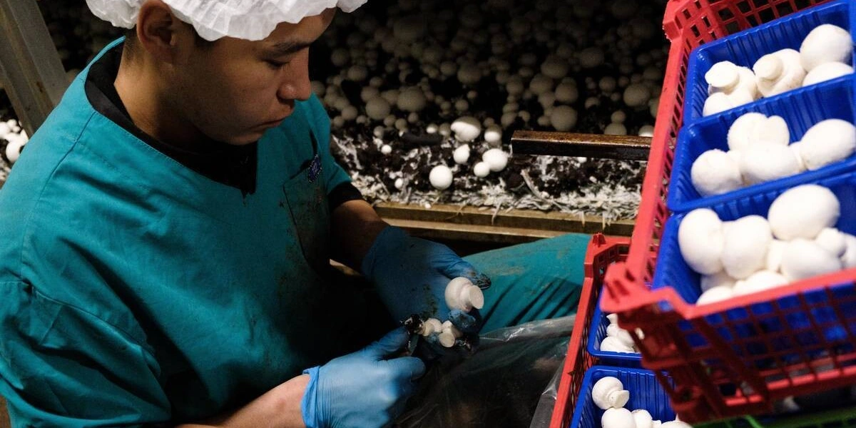 Стадия «Сбор урожая». Грибы необходимо правильно сорвать и&nbsp;отсортировать по&nbsp;размеру и&nbsp;качеству