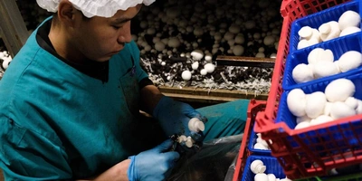 Стадия «Сбор урожая». Грибы необходимо правильно сорвать и&nbsp;отсортировать по&nbsp;размеру и&nbsp;качеству