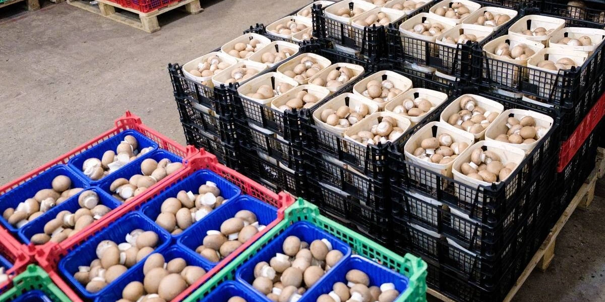 Во «ВкусВилл» «НГК Кашира» поставляет шампиньоны в&nbsp;фасовке 250 и&nbsp;400 грамм, грибы для&nbsp;фаршировки, шампиньоны мини и&nbsp;королевские шампиньоны