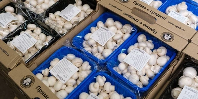 Во «ВкусВилл» «НГК Кашира» поставляет шампиньоны в&nbsp;фасовке 250 и&nbsp;400 грамм, грибы для&nbsp;фаршировки, шампиньоны мини и&nbsp;королевские шампиньоны